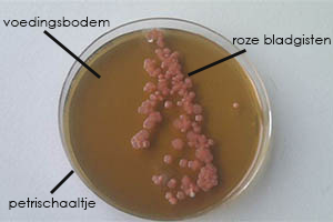 roze bladgisten