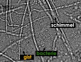 gist_microscopisch