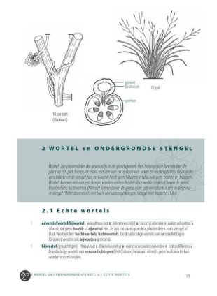 botanisch woordenboek