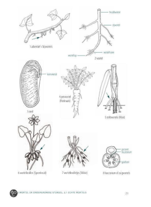 botanisch woordenboek