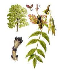 Es