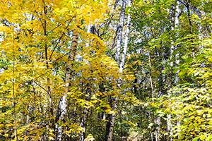 bomen